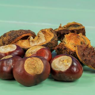 Ekstrakt z kasztanowca