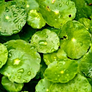 Ekstrakt z wąkroty azjatyckiej